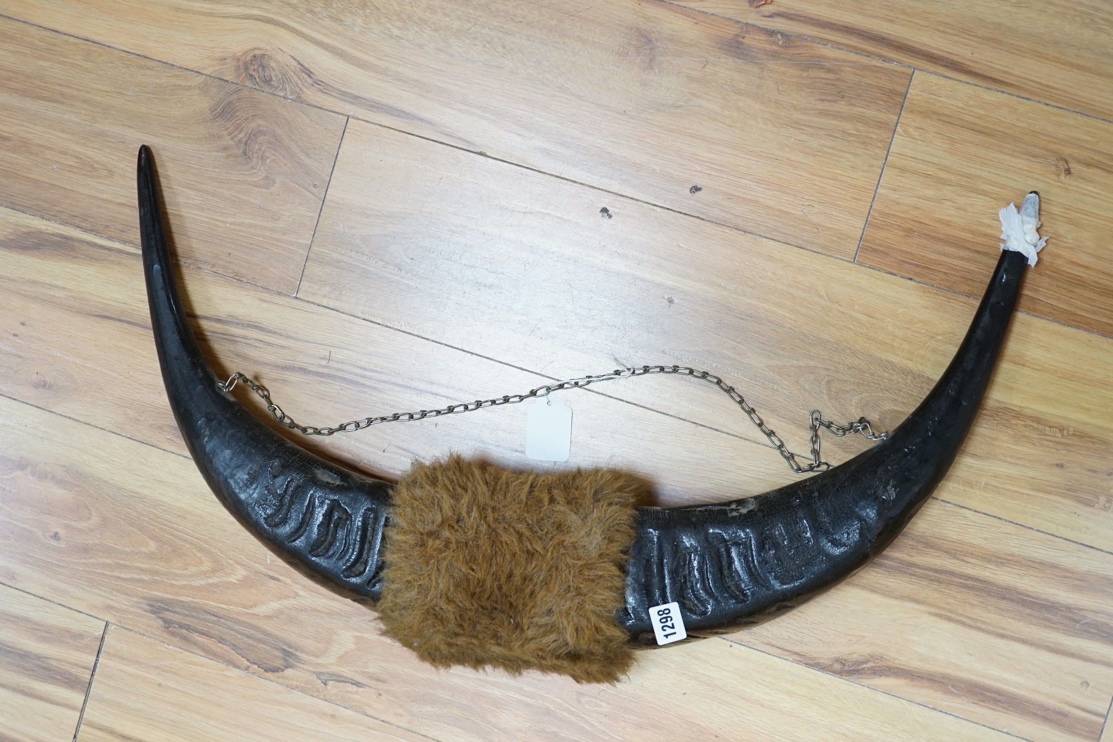 A pair of bison horns, 75cm wide